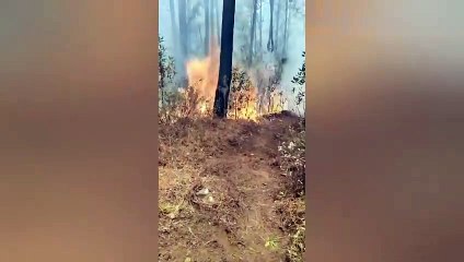 ¡Alerta! Incendios forestales en Ocuilan y Tianguistenco (VIDEO)