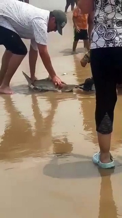 Pequeño tiburón sorprende a turistas en la Isla del Padre (VIDEO)