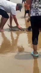 Pequeño tiburón sorprende a turistas en la Isla del Padre (VIDEO)