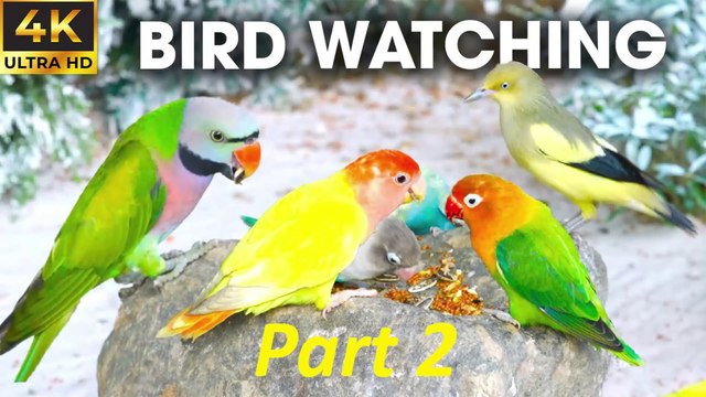 CAT BIRD WATCHING - Birds And Squirrels Eating In The Forest For Cats To Watch PART 2