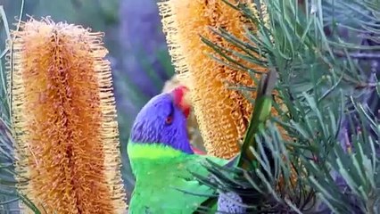 Birdwatching tourism soars in Australia, boosting economy and attracting global enthusiasts