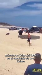 Desata pánico toro en playa La Fortuna en Los Cabos