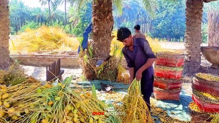 Famous Dates of Arore 🌴 Date Harvesting | Khajoor & Kharkoon کارڪون | Sindhi Vlog | Sindhi People - max RECORDS