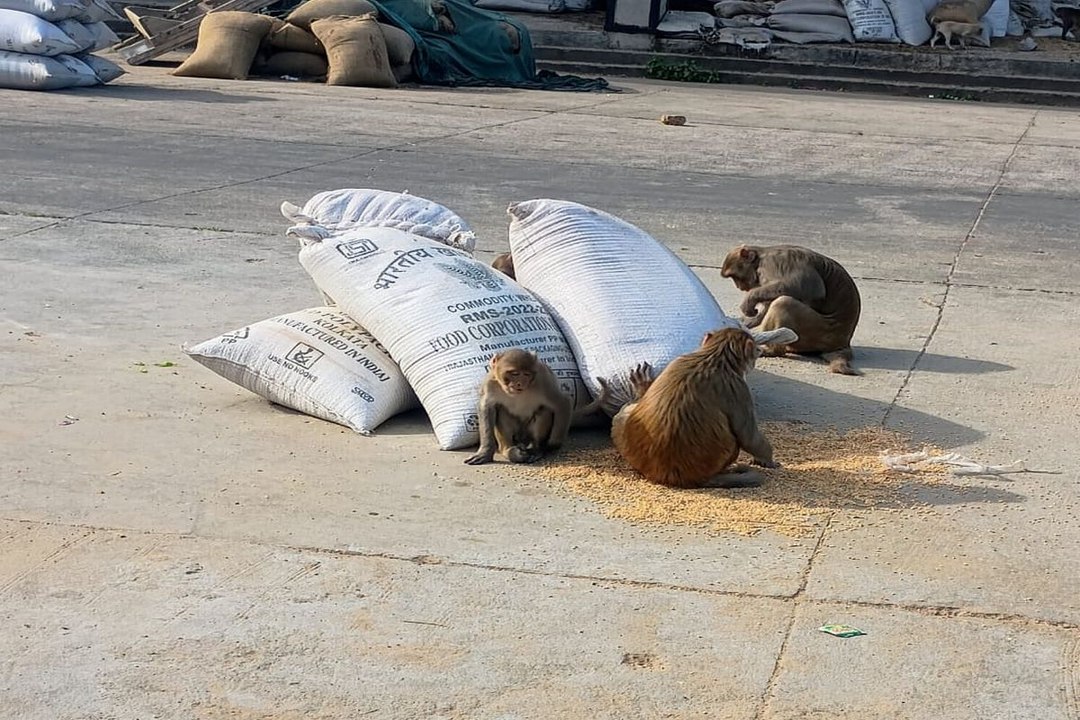 swm news...कृषि उपज मण्डी में बंदरों की धमाचौकड़ी, कृषि जिन्सों को पहुंचा रहे नुकसान