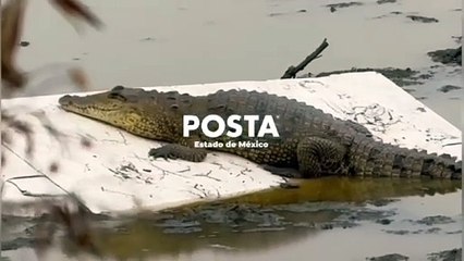 Vigila SSEM la laguna La Piedad por presencia de cocodrilo (VIDEO)
