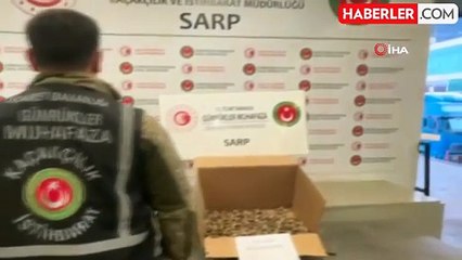 Ticaret Bakanlığı'ndan Su Kaplumbağası Kaçakçılığı Operasyonu