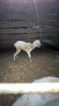 Pets life #trending #usa #viral #shortvideo #baby #pet #animals #goats #bakra #bakramandi