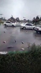Lluvia de peces en Irán sorprende a todos los residentes