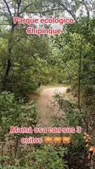 ¡Tierno encuentro! Senderistas regios se topan a familia de osos