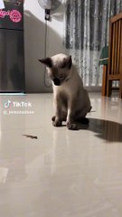 ¡Sorpresa! Gato arranca cola a lagartija y reacción se hace viral (VIDEO)