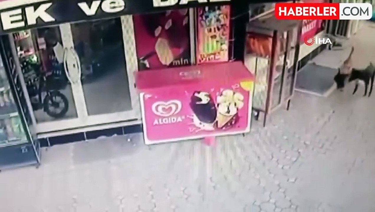 Başıboş Köpeklerin Tavuk Saldırısı Kamerada