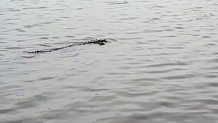 Cocodrilo mata a perro y lo pasea en su hocico