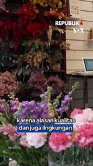 Bunga Bisa Dimakan, Ada Pedas-Pedasnya