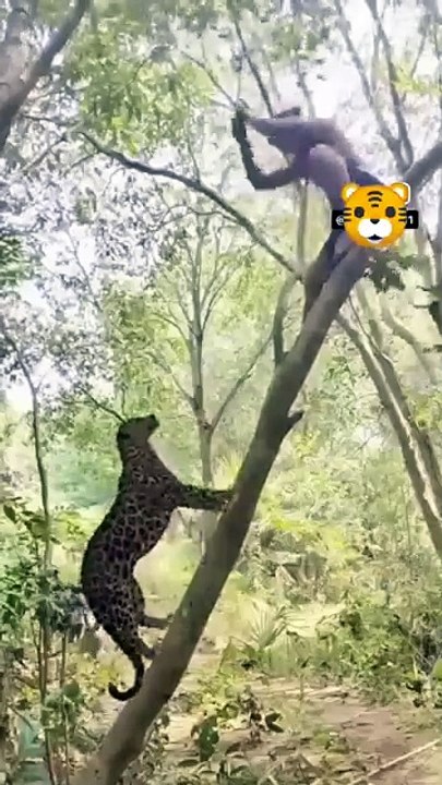 Good way to avoid lion