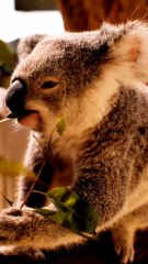 Incredible Wildlife! Amazing Facts and Moments