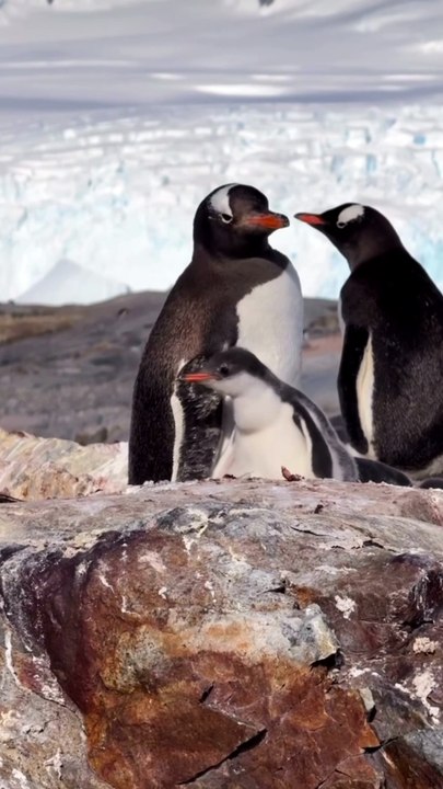 COURSE POURSUITE en Antarctique