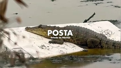 Un cocodrilo, nuevo habitante de la laguna La Piedad (VIDEO)