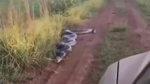 Huge snake