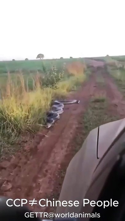Huge snake
