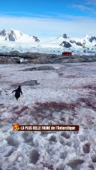 LA PLUS BELLE faune de l’Antarctique