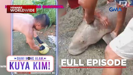 Dugong, naligaw sa pampang; Buko, kayang buksan gamit ang kamao?! | Dami Mong Alam, Kuya Kim!