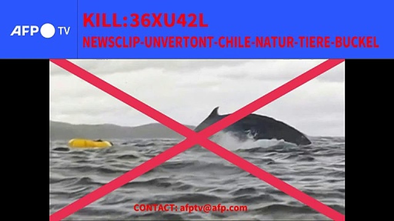 Chile: Buckelwal verschluckt Mann - und spuckt ihn wieder aus
