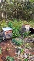 Apicultor denuncia envenenamiento masivo de abejas en Tizimín, Yucatán