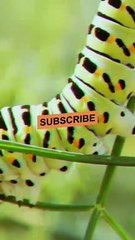 Trending Short Video on Allah 🙏