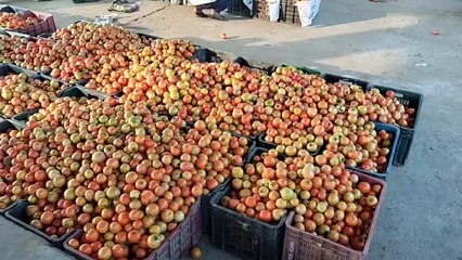 बस्सी में टमाटर की होती है बम्पर पैदावार, यहीं बने उत्पाद तो रोजगार के खुले नए आयाम