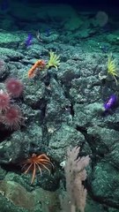 Hallan 160 especies marinas nuevas en Chile en expedición de Barcelona