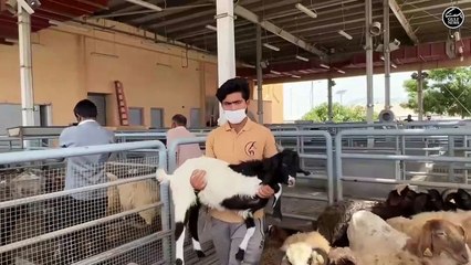 Order online for livestock sacrifice for Eid Al Adha at Dubai Abattoirs now