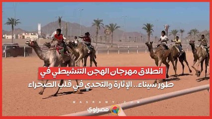 انطلاق مهرجان الهجن التنشيطي في طور سيناء.. الإثارة والتحدي في قلب الصحراء