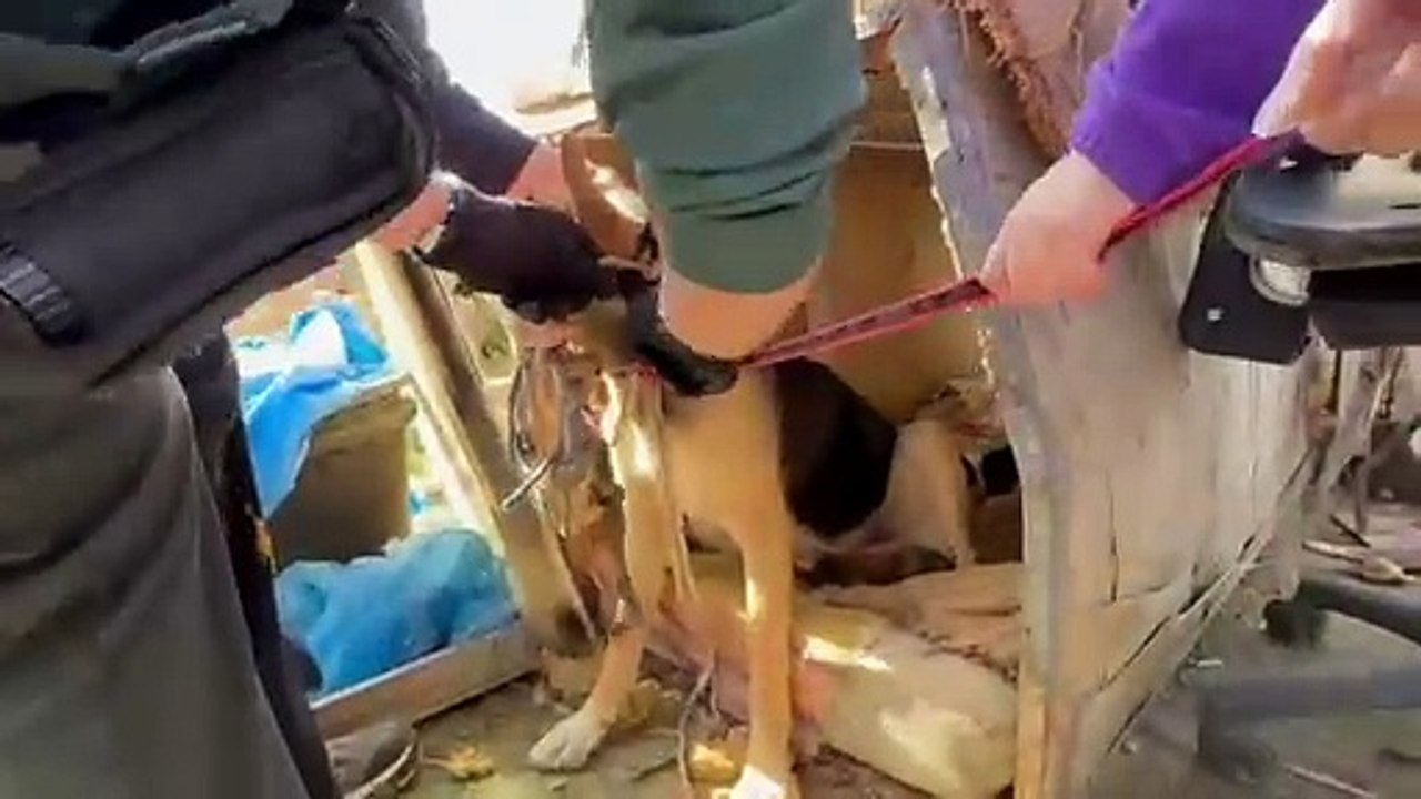 Detenido en Quintanar por maltrato animal continuado