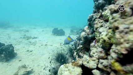 Sharjah divers put their lives at risk to help community members