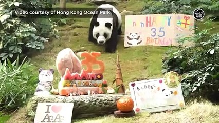 World's oldest male giant panda dies at age 35