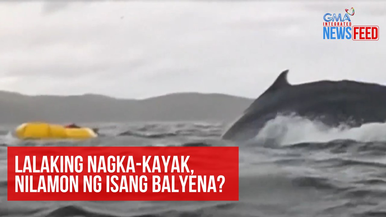 Lalaking nagka-kayak, nilamon ng isang balyena?! | GMA Integrated Newsfeed