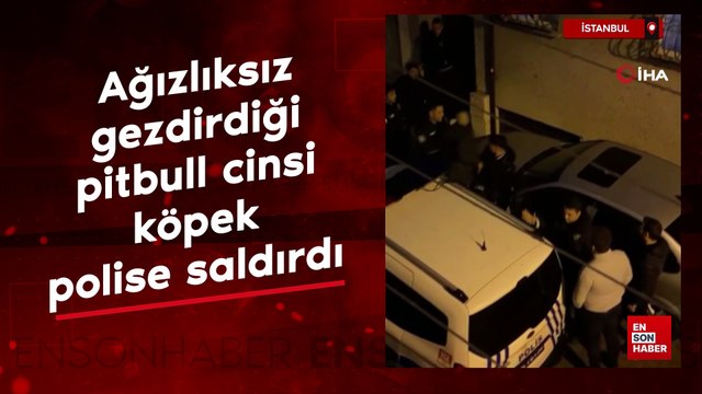İstanbul'da sahibinin ağızlıksız gezdirdiği pitbull cinsi köpek polise saldırdı