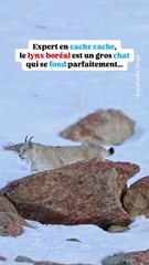 Le plus gros chat du monde