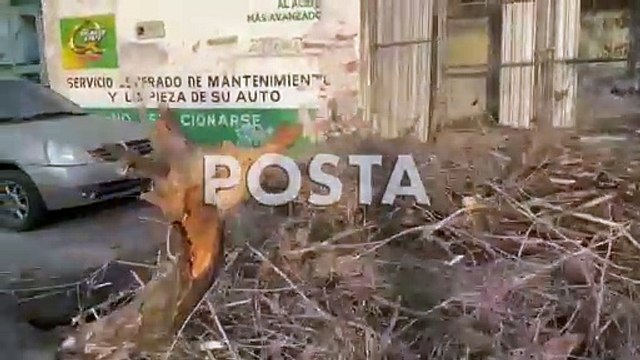 ¡Agárrate fuerte! Dos árboles caen por las fuertes ráfagas de viento en CDMX