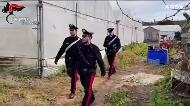 Sequestrata nel Reggino piantagione di marijuana con 1.800 arbusti