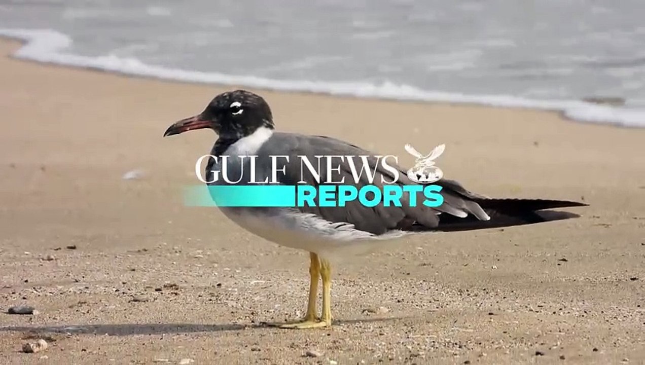 Endangered bird: Rare white-eyed gull sighted again in UAE