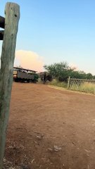 Ataca elefante a pasajeros en camión de safari (VIDEO)