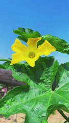 Delicious And Yammy Vegetables 🌶🥦🥬🥕🍇🍐🍓🥝🍅