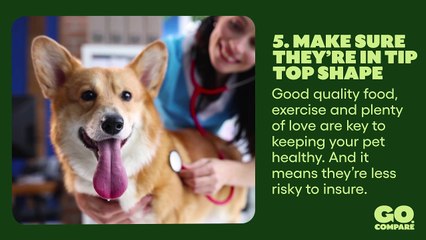 10 Tips On How To Get Cheaper Pet Insurance I Kiplinger