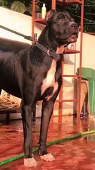 Bullykutta puppy available #dogbreed#pitbull#canecorso#amecanpitbull#rottweiler#mastiff