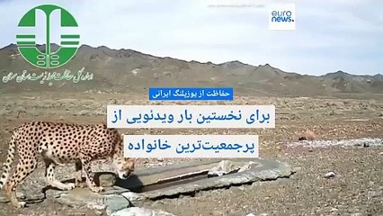 برای نخستین بار ویدئویی از پرجمعیت‌ترین خانواده یوزپلنگ‌های ایرانی پارک ملی توران منتشر شد