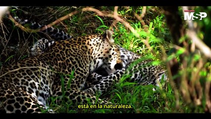 El amor en el reino animal 10 especies que permanecen juntas de por vida