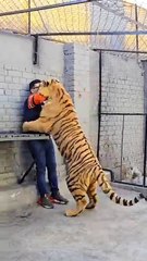 Dangerous Tiger Attack 💯 #ytshorts #lion #animals #petlover