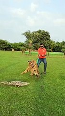 Dangerous Tiger Na Attack Kr Dia #ytshorts #animals #petlover #lion #tiger