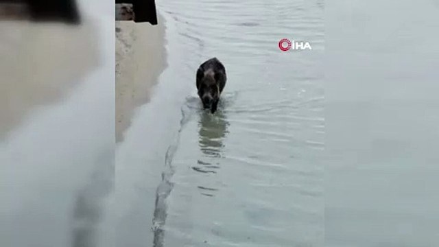 Denizden Çıkan Yaban Domuzu Plajı Karıştırdı!